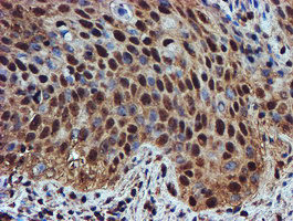 ENDOG Antibody in Immunohistochemistry (Paraffin) (IHC (P))