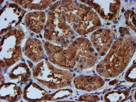 ENDOG Antibody in Immunohistochemistry (Paraffin) (IHC (P))