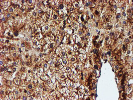 ENDOG Antibody in Immunohistochemistry (Paraffin) (IHC (P))