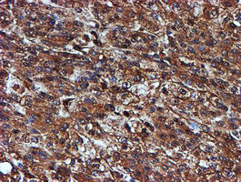 ENDOG Antibody in Immunohistochemistry (Paraffin) (IHC (P))