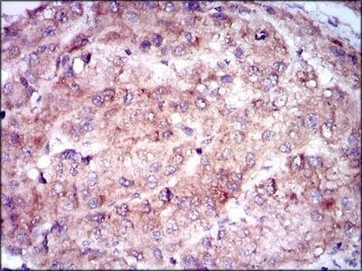 NSE Antibody in Immunohistochemistry (Paraffin) (IHC (P))