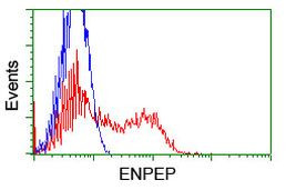 ENPEP Antibody in Flow Cytometry (Flow)
