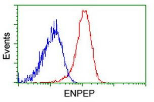ENPEP Antibody in Flow Cytometry (Flow)
