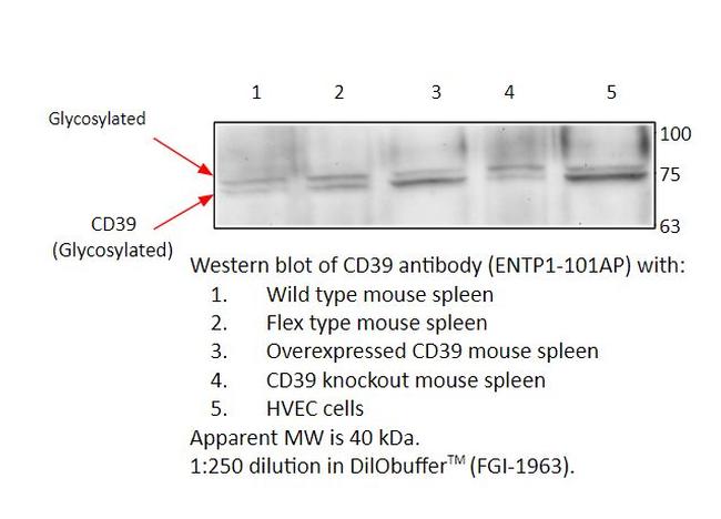 CD39 Antibody in Western Blot (WB)