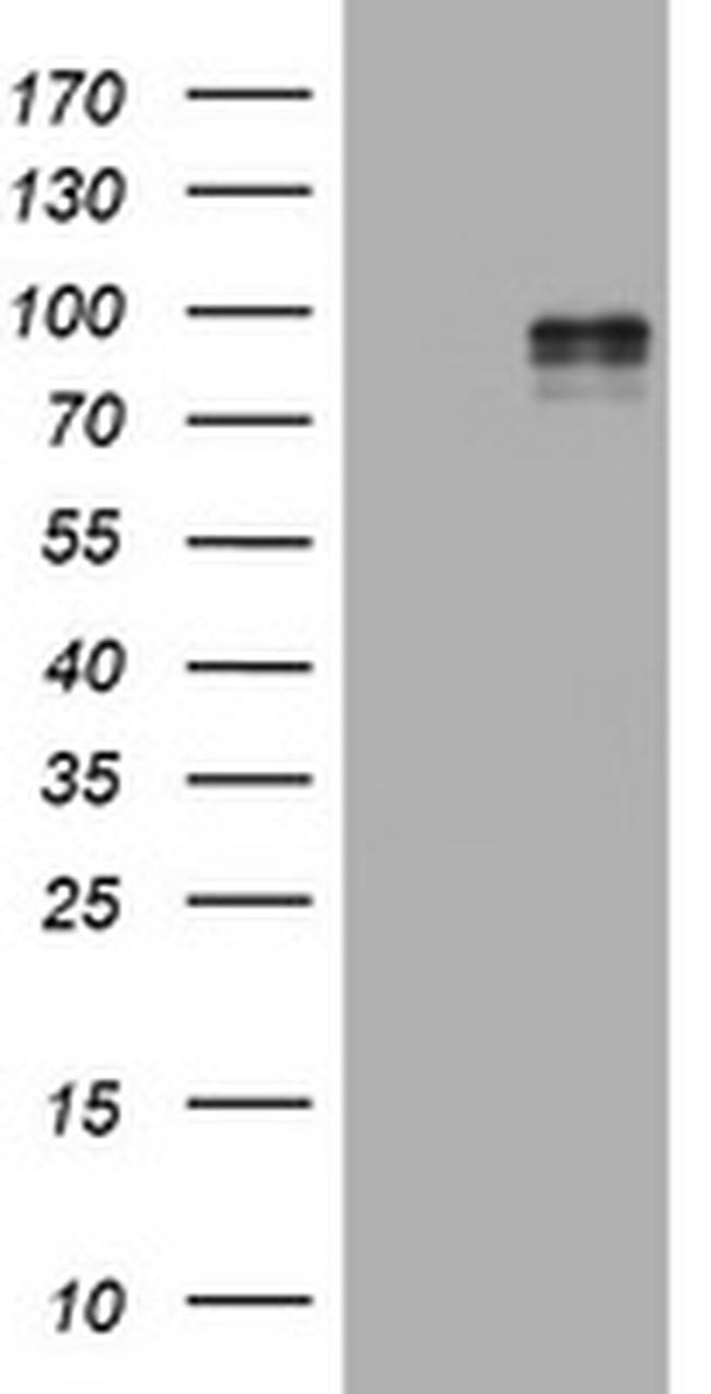 EPAS1 Antibody in Western Blot (WB)