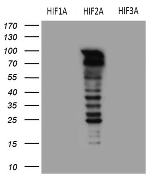 EPAS1 Antibody in Western Blot (WB)