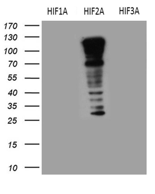 EPAS1 Antibody in Western Blot (WB)