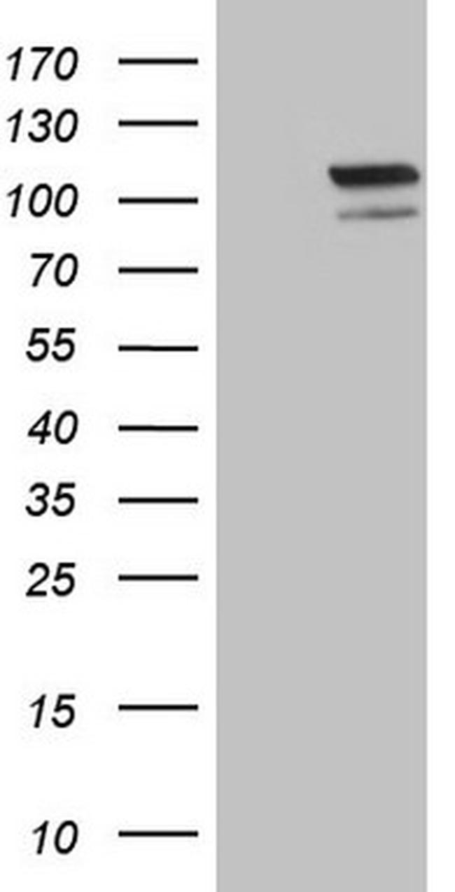 EPAS1 Antibody in Western Blot (WB)