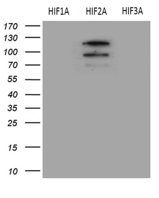 EPAS1 Antibody in Western Blot (WB)