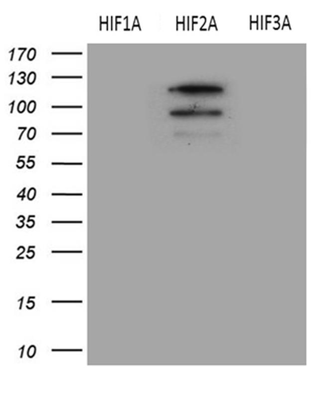 EPAS1 Antibody in Western Blot (WB)