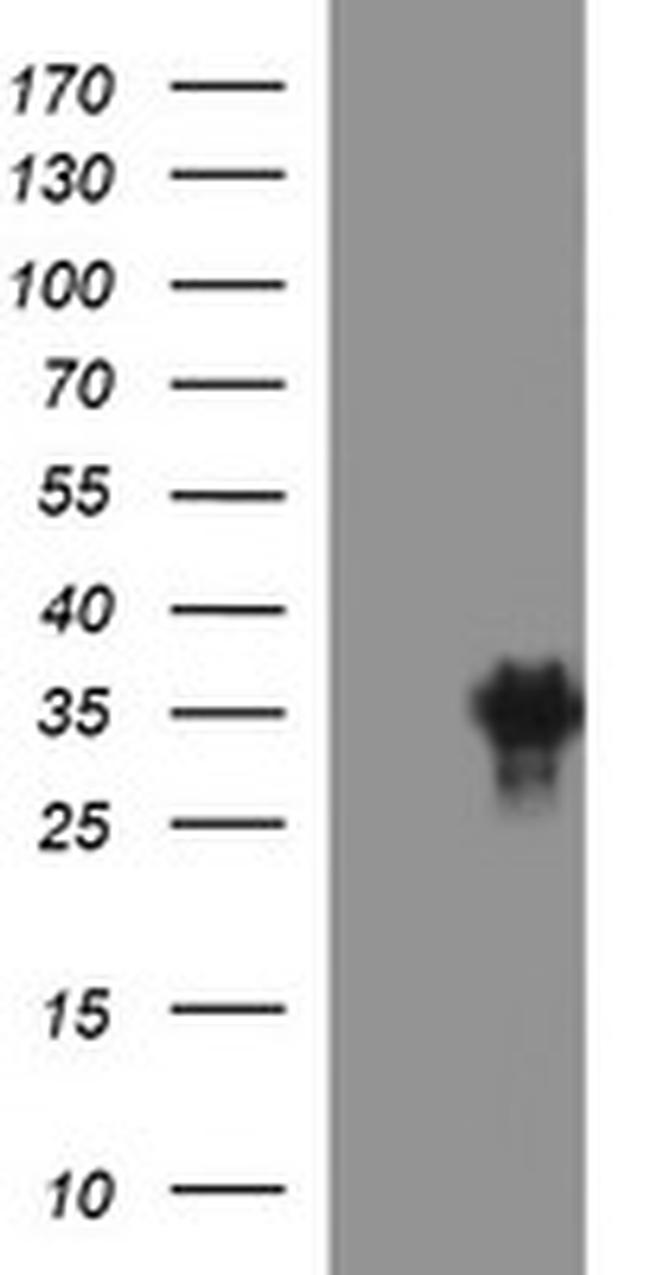 EPCAM Antibody in Western Blot (WB)