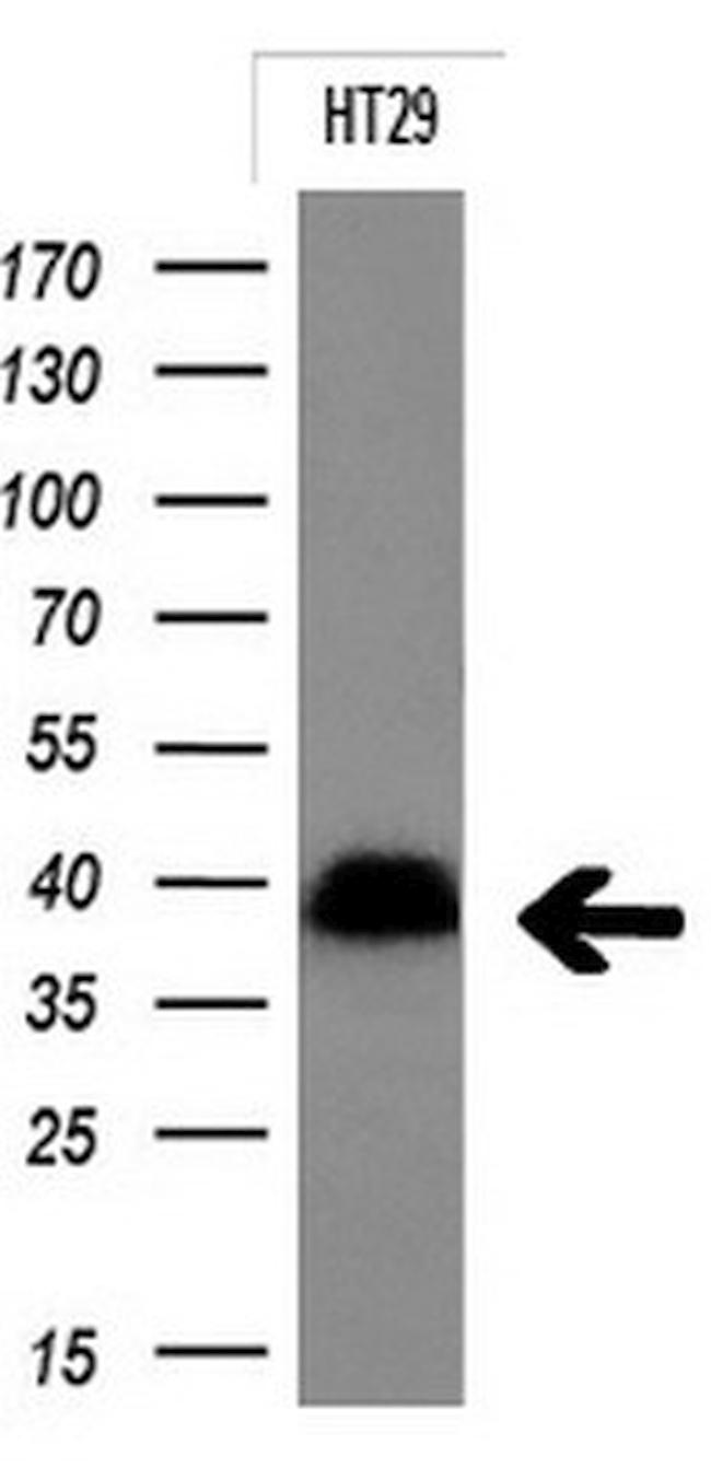 EPCAM Antibody in Western Blot (WB)