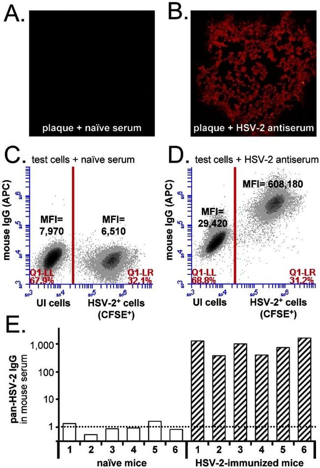 CD201 (EPCR) Antibody in Immunocytochemistry (ICC/IF)