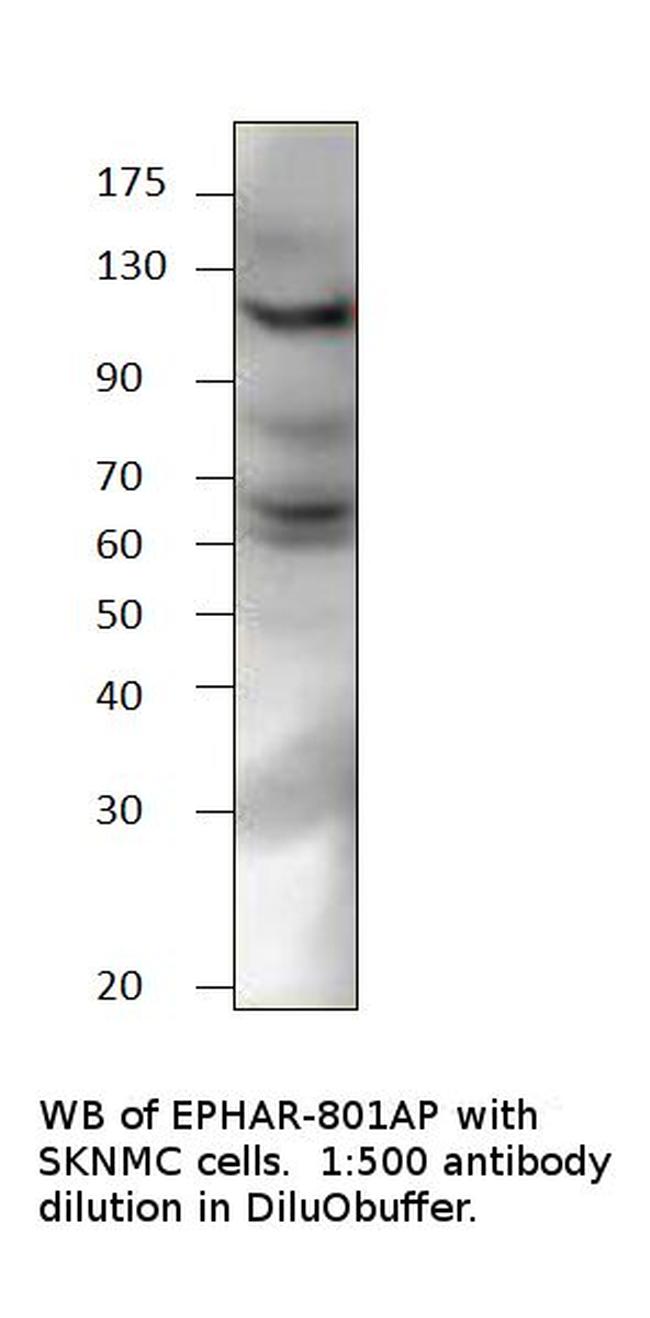 Ephrin Receptor A8 Antibody in Western Blot (WB)