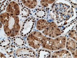 EPM2AIP1 Antibody in Immunohistochemistry (Paraffin) (IHC (P))