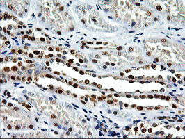 EPM2AIP1 Antibody in Immunohistochemistry (Paraffin) (IHC (P))