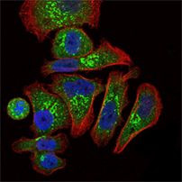 Epo Antibody in Immunocytochemistry (ICC/IF)