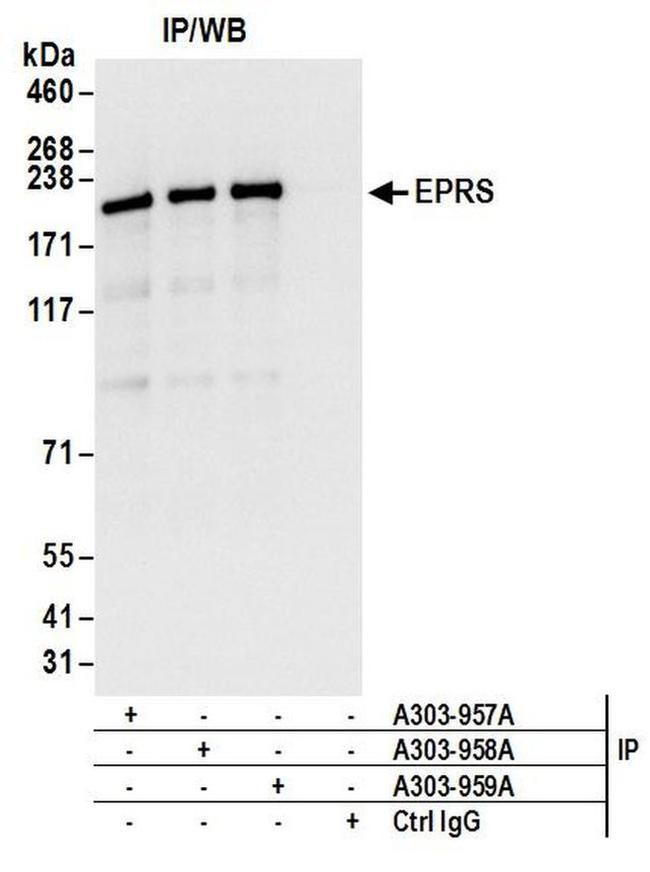 EPRS Antibody in Western Blot (WB)