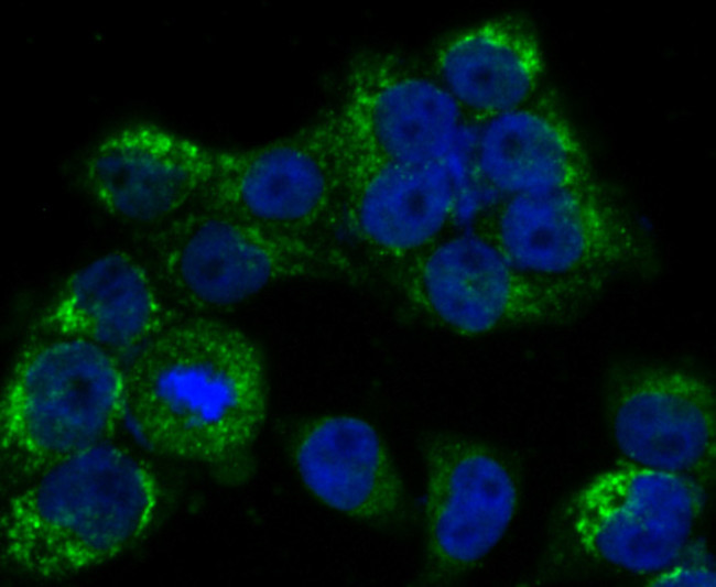 DKK1 Antibody in Immunocytochemistry (ICC/IF)