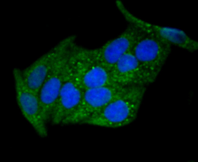 DKK1 Antibody in Immunocytochemistry (ICC/IF)