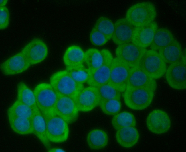 EGFR Antibody in Immunocytochemistry (ICC/IF)