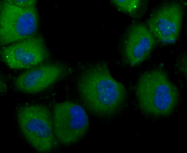 TLR4 Antibody in Immunocytochemistry (ICC/IF)