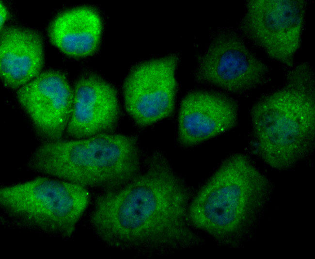 GRP78 Antibody in Immunocytochemistry (ICC/IF)