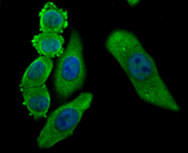 GRP78 Antibody in Immunocytochemistry (ICC/IF)