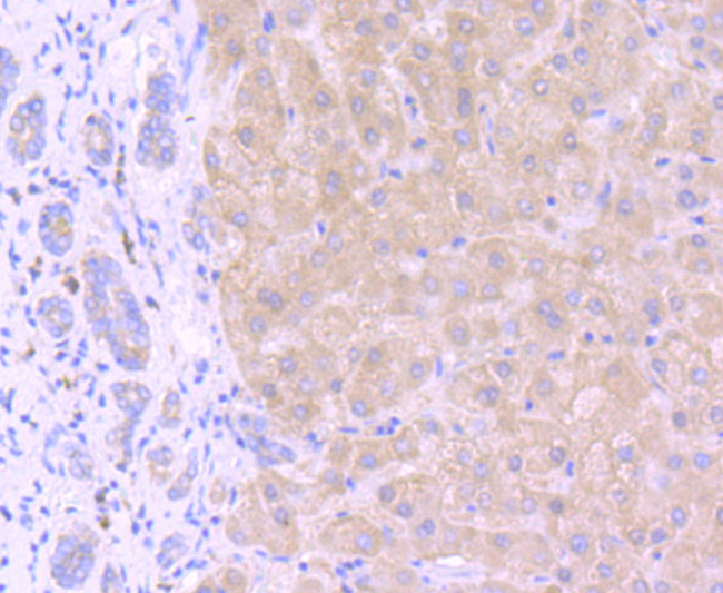GRP78 Antibody in Immunohistochemistry (Paraffin) (IHC (P))