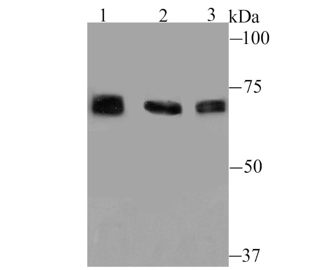 GRP78 Antibody in Western Blot (WB)