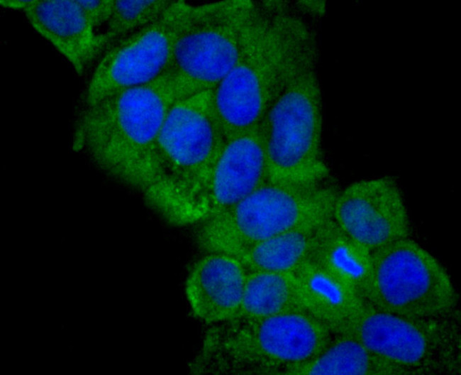 JAK2 Antibody in Immunocytochemistry (ICC/IF)