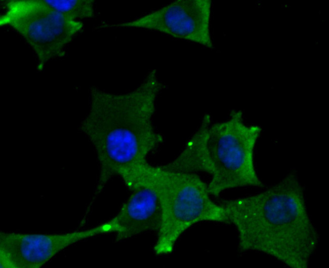 DLL4 Antibody in Immunocytochemistry (ICC/IF)