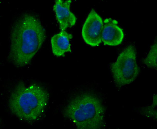 DLL4 Antibody in Immunocytochemistry (ICC/IF)