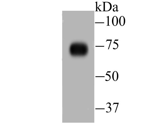 DLL4 Antibody in Western Blot (WB)