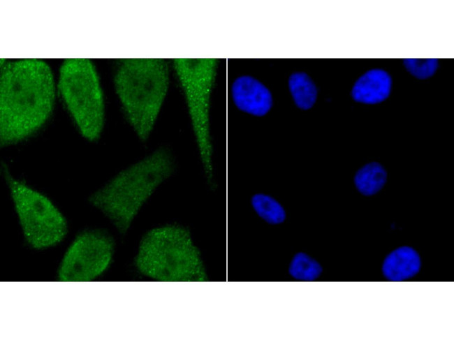 USP36 Antibody in Immunocytochemistry (ICC/IF)