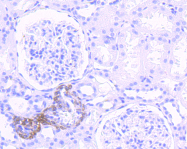 USP36 Antibody in Immunohistochemistry (Paraffin) (IHC (P))