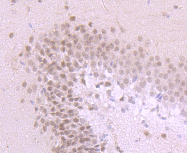 USP36 Antibody in Immunohistochemistry (Paraffin) (IHC (P))