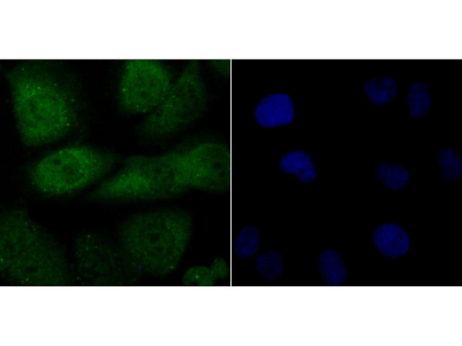 FBXW7 Antibody in Immunocytochemistry (ICC/IF)