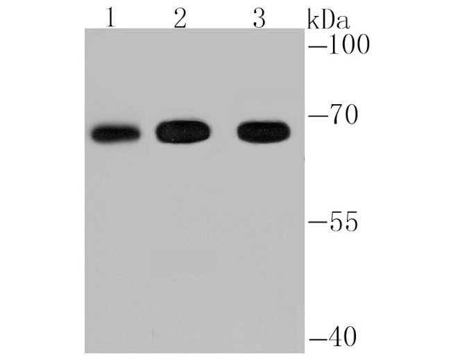 FBXW7 Antibody in Western Blot (WB)