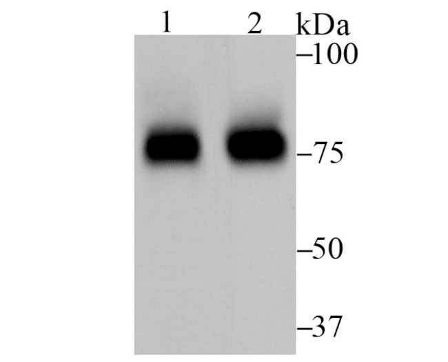 FOXO3A Antibody in Western Blot (WB)