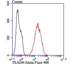 TEAD4 Antibody in Flow Cytometry (Flow)