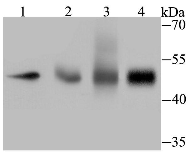 TEAD4 Antibody in Western Blot (WB)