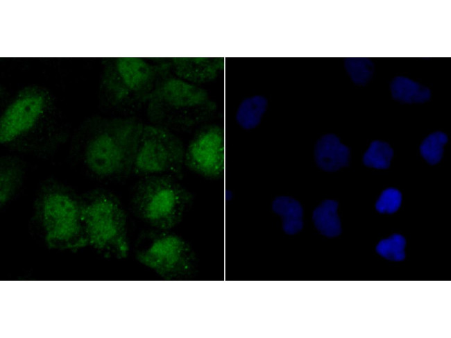 LSD1 Antibody in Immunocytochemistry (ICC/IF)