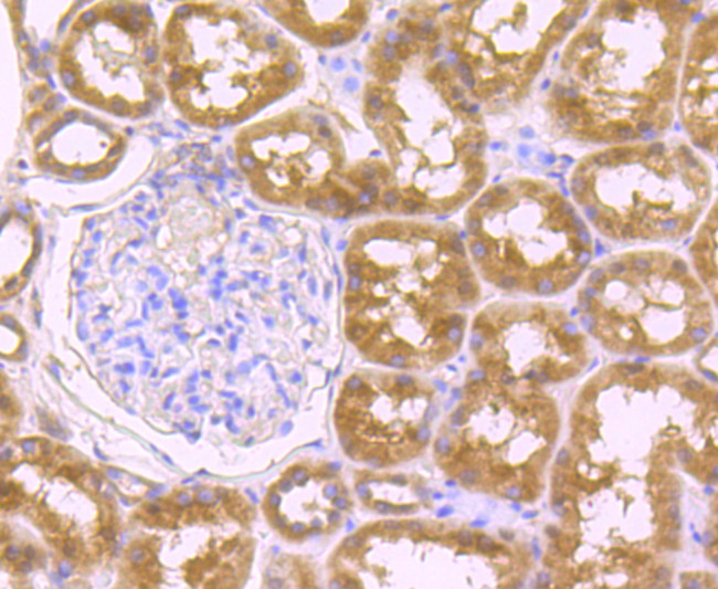 Osteopontin Antibody in Immunohistochemistry (Paraffin) (IHC (P))