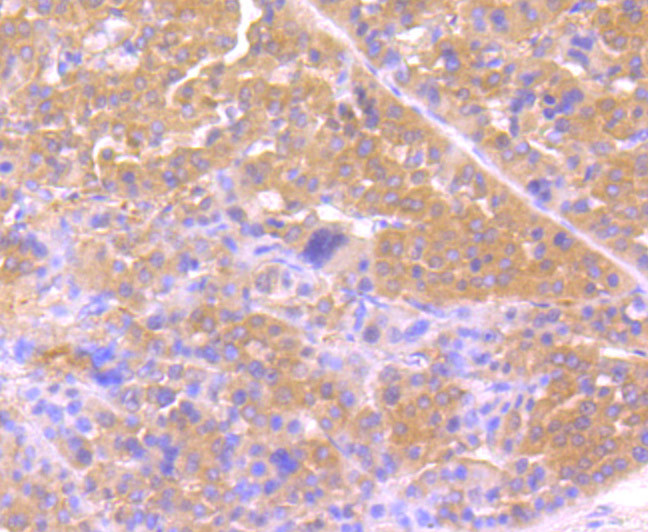 Osteopontin Antibody in Immunohistochemistry (Paraffin) (IHC (P))