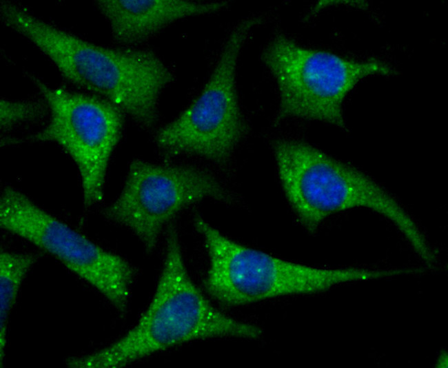 Apolipoprotein A1 Antibody in Immunocytochemistry (ICC/IF)