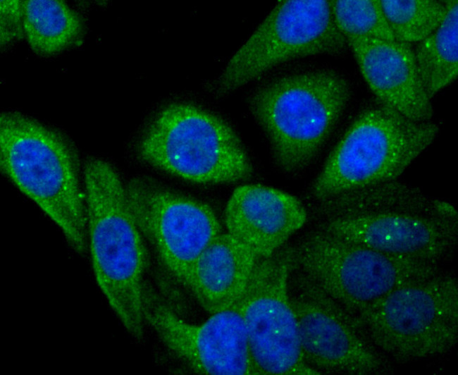 Apolipoprotein A1 Antibody in Immunocytochemistry (ICC/IF)