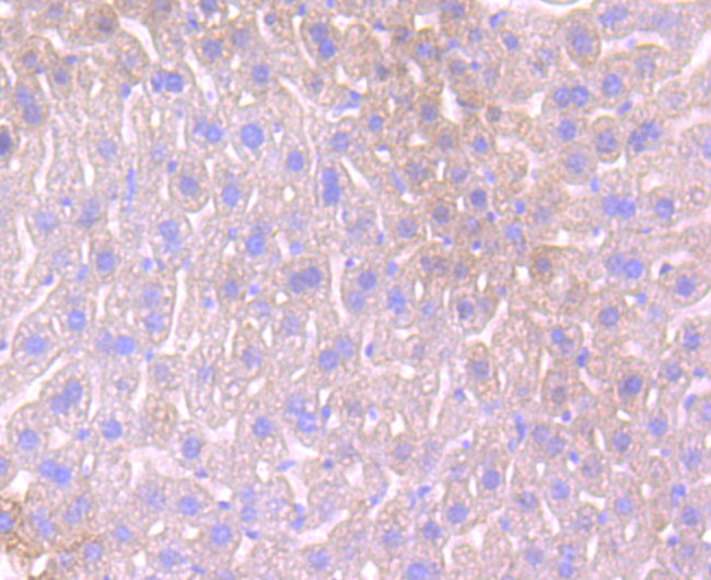 Apolipoprotein A1 Antibody in Immunohistochemistry (Paraffin) (IHC (P))