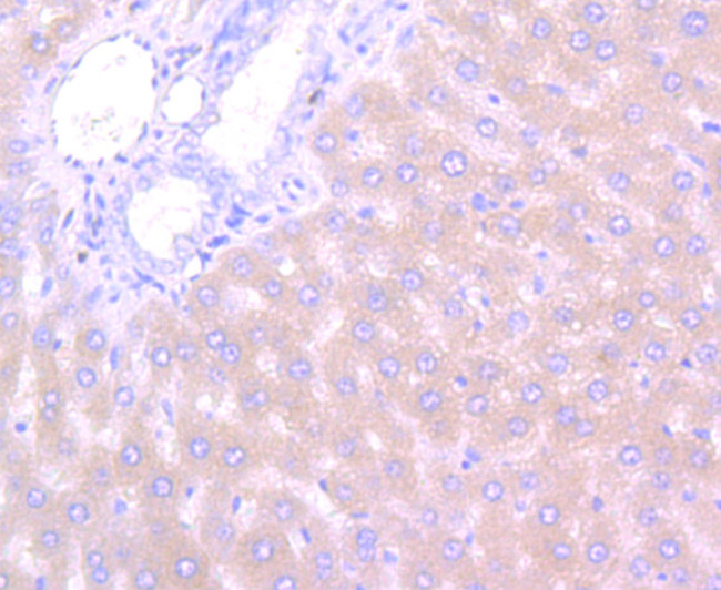 Apolipoprotein A1 Antibody in Immunohistochemistry (Paraffin) (IHC (P))