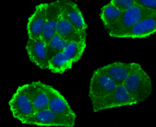 CD55 Antibody in Immunocytochemistry (ICC/IF)